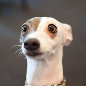 Meet your Posher, Meadow